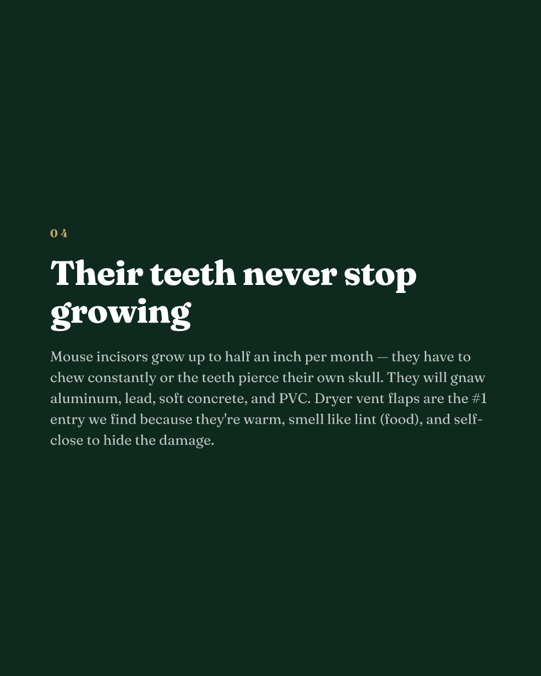 Their teeth never stop growing