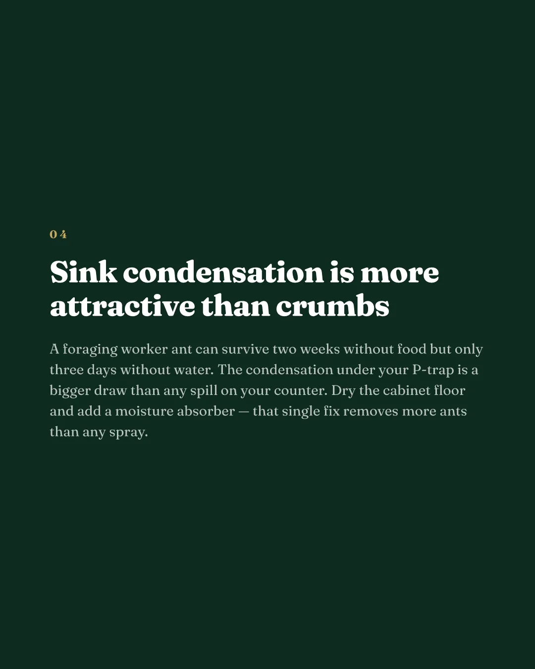 Pest control carousel slide explaining how sink condensation draws ants more than crumbs do